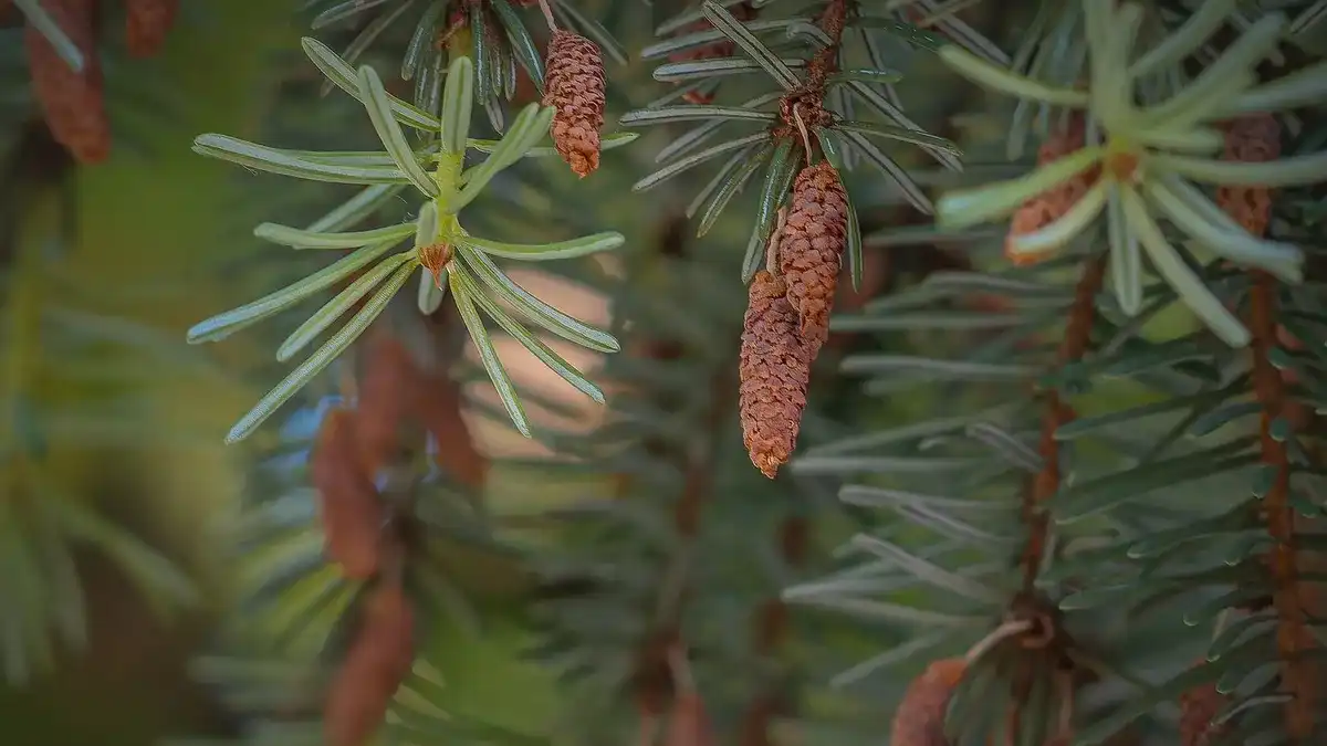 Foto de Admir Nakic (Pexels)