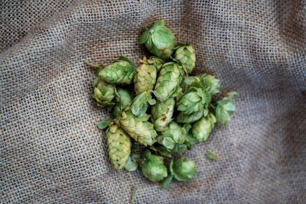 Humulus lupulus