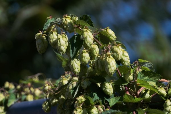 Humulus lupulus