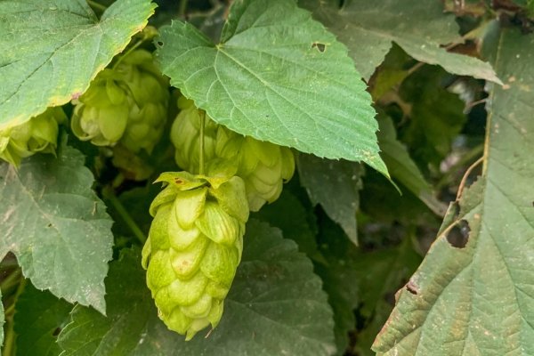 Humulus lupulus